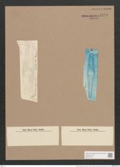 Gomphonema elegans Grun. (de-Toni-Nr.: Genus 37, Species 1764) Zeichnungen Sammlung Grunow Nr. 3514 (NHMW-BOT-W0371078)